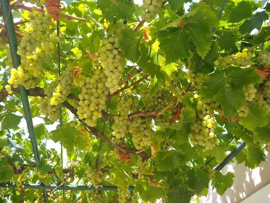 Дом отдыха Вилла Kuca Lilla Loborika